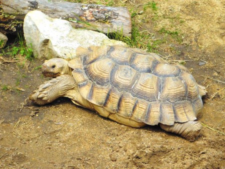 zoopark-zajezd-mala-rodinna-zoo-nedaleko-kladna